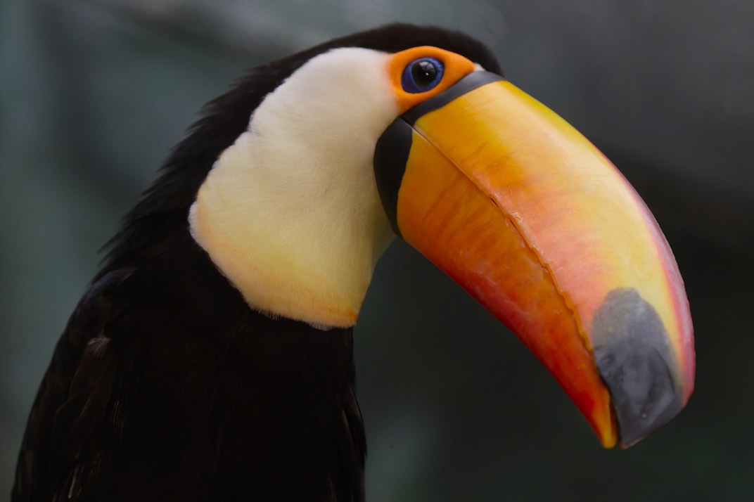 Toucan 2 1006